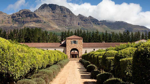 Vineyard in Stellenbosch, South Africa